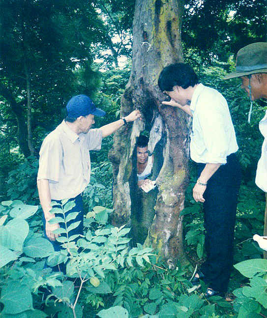 Hội viên Hội Bảo vệ thiên nhiên môi trường nghiên cứu giải pháp bảo vệ cây gỗ lim quý tại đền Cao, thị xã Chí Linh.