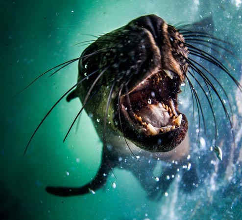 Một con hải cẩu cố gắng cắn camera khi nó đang bơi ở Vịnh Plettenberg, Nam Phi. Ảnh: Rainer Schimpf / Barcroft Truyền thông