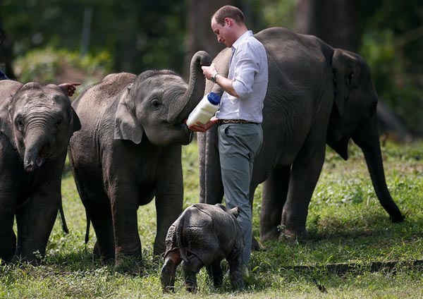 Hoàng tử William cho một chú voi con ở Khu bảo tồn Panbari ở Kaziranga, Assam, Ấn Độ. Ảnh: Adnan Abidi / Reuters