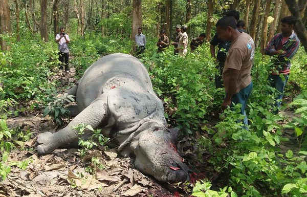 Những kẻ săn trộm động vật bắn chết một con tê giác tại khu vực Burapahar của Vườn quốc gia Kaziranga vài giờ sau khi Công tước và nữ công tước xứ Cambridge đến thăm. Ảnh: Anuwar Ali Hazarika / Barcroft India