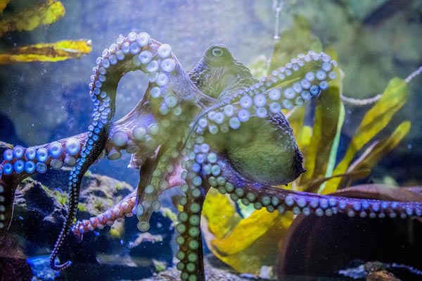 Con bạch tuộc bơi trong bể tại Thủy cung Quốc gia, bờ biển thành phố Napier, New Zealand. Ảnh: AP