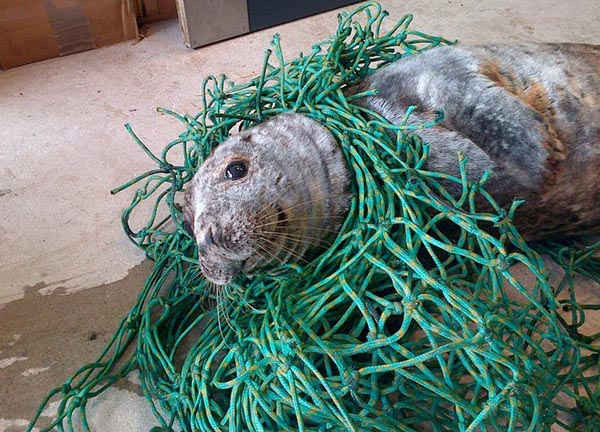 Con hải cẩu xám bị quấn mình trong lưới ở Vịnh Cruden ở Aberdeenshire đã được lính cứu hộ thả tự do về biển. Ảnh: Scotland SPCA / PA