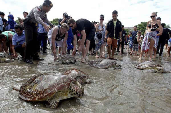 Những du khách xem rùa biển được thả tại bãi biển Kuta trên đảo Bali của Indonesia. Ảnh: FIrdia Lisnawati / AP