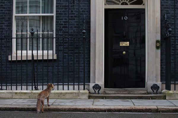 Một con cáo đang đi bỗng dừng lại khi nó đi cửa đến 10 Downing Street ngay trước một cuộc họp nội các. Ảnh: Carl Tòa / Getty Images