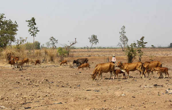 Khô hạn khiến đàn gia súc tại huyện Ea Súp lâm vào cảnh thiếu nước uống, thiếu thức ăn