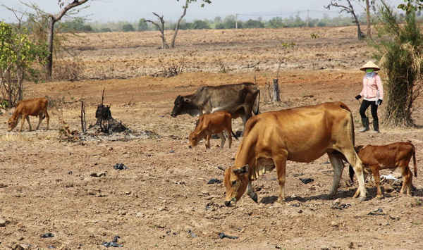 Đàn bò tại xã Ia R’vê tìm kiếm thức ăn giữa cánh đồng khô cháy