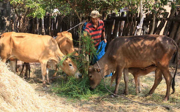 Hàng ngày, ông Phạm Bạo phải đi hàng chục ki-lô-mét để kiếm cỏ tươi về bổ sung dinh dưỡng cho đàn bò