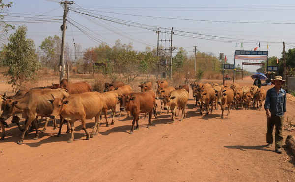 Từ đầu năm tới nay, đàn bò của ông Phạm Bạo (ở thôn 13, xã Ia R’vê, huyện Ea Súp) đã có hơn 30 con chết vì thiếu thức ăn, thiếu nước uống