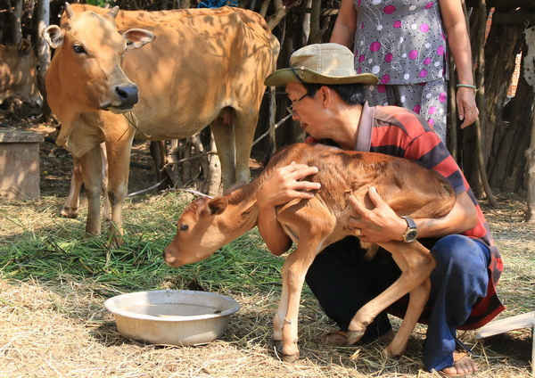 Ông Bạo chăm sóc cho những con bê con thiếu sữa vì bò mẹ suy dinh dưỡng