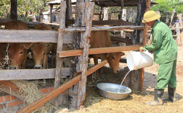 Hàng ngày, ông Hoàng Văn Định (thôn 13, xã Ia R’vê) phải xách từng thùng nước uống cho đàn bò