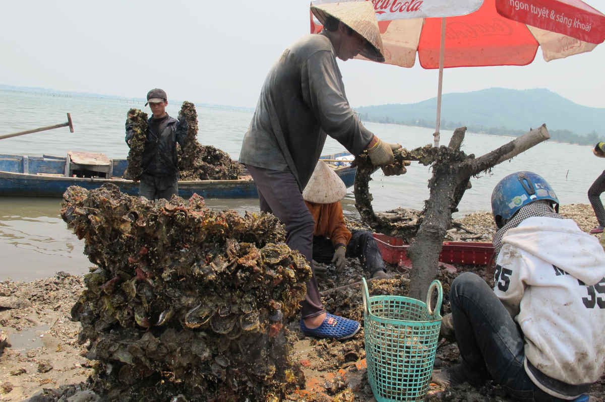 Người dân đưa hàu vào bờ để đập, tách bán cho thương lái ở khu vực Hói Dừa