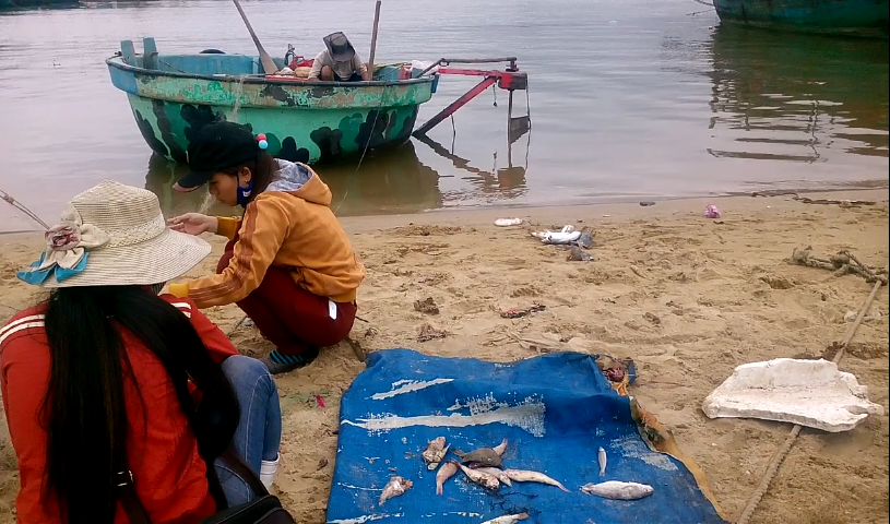 Hiện tượng cá chết hàng loạt ở ven biển miền trung những ngày qua khiến người dân hoang mang. Ảnh: baotainguyenmoitruong.vn