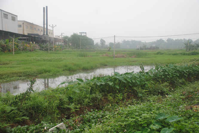 1.200m2 ruộng của người dân gần Nhà máy phải bỏ hoang vì ô nhiễm