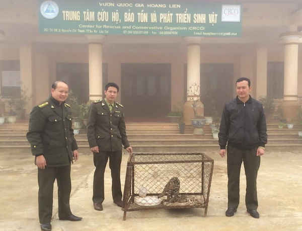Đại diện Trung tâm cứu hộ, bảo tồn và phát triển sinh học Hoàng Liên (Sa Pa) tiếp nhận cá thể mèo quý hiếm do gia đình ông Nguyễn Đức Thảo thị trấn Sa Pa hiến tặng. Ảnh do Vườn quốc gia Hoàng LIên (Sa Pa) cung cấp. 