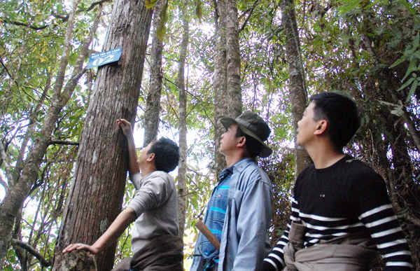 Du khách thăm quan cây gỗ Bách tán xanh Đài Loan trong Khu bảo tồn thiên nhiên Hoàng Liên - Văn Bàn.