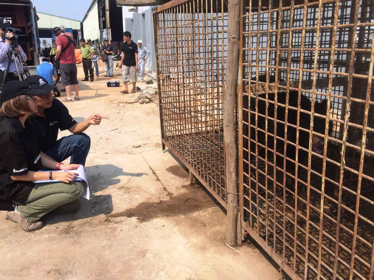 Cá thể gấu tại Đà Nẵng tự nguyện chuyển giao gấu về Trung tâm cứu hộ gấu Việt Nam