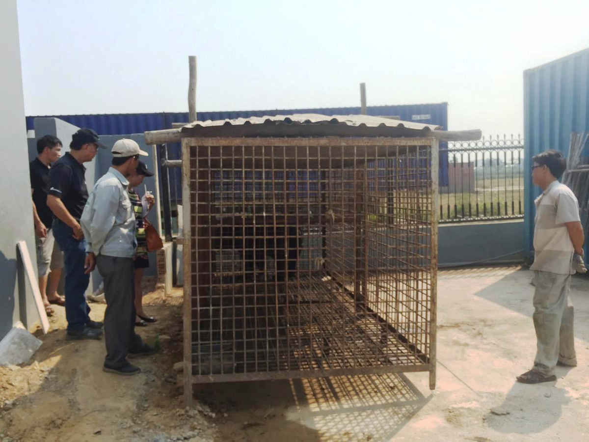 Gấu được nuôi giữ trong một doanh nghiệp vận tải sát ngay quốc lộ 1 A thuộc huyện Hòa Vang, Đà Nẵng