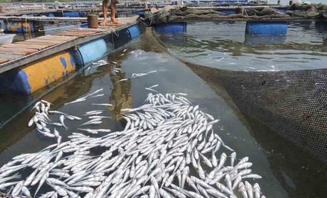 Ô nhiễm nguồn nước khiến cá lồng bè bị chết hàng loạt