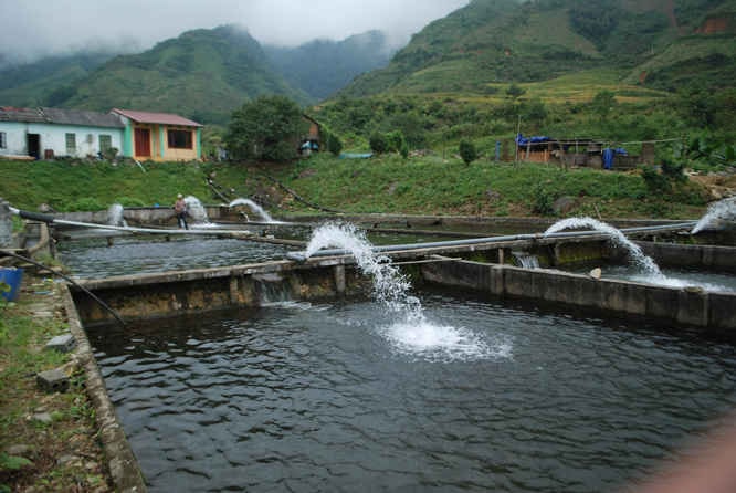 Một cơ sở nuôi cá nước lạnh ở xã Bản Khoang, huyện Sa Pa ( tỉnh Lào Cai) phải trả phí dịch vụ môi trương rừng theo quy định