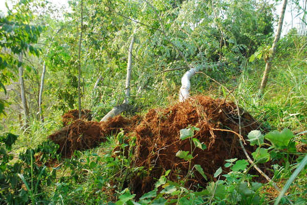 Cây lâm nghiệp trồng ở tổ 16, phường Nam Cường (thành phố Lào Cai)  bị gió lốc làm đổ gẫy và bật gốc.