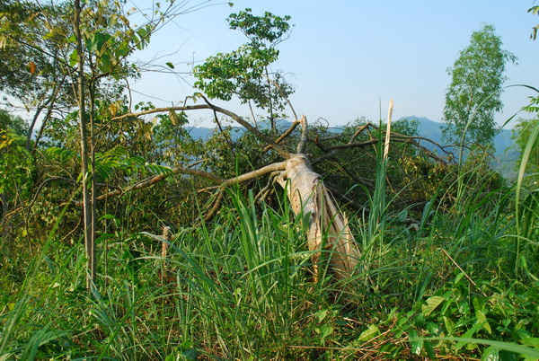 Cây lâm nghiệp trồng ở tổ 16, phường Nam Cường (thành phố Lào Cai)  bị gió lốc làm đổ gẫy và bật gốc.