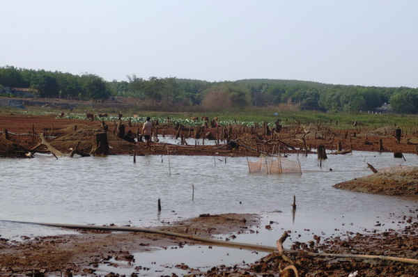 Hồ Tà Tê, hồ chứa nước ngọt lớn nhất huyện Lộc Ninh (Bình Phước) bị cạn trơ đáy.