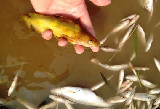 Cá tự nhiên to, nhỏ trên sông chết trắng dạt vào 2 bên bờ sông Bưởi. 