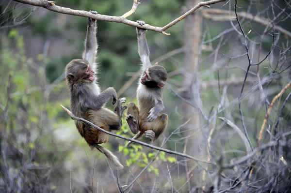 Hai chú khỉ đang nô đùa trên cây ở núi Shuangta thuộc Thành phố Thừa Đức, tỉnh Hà Bắc, phía bắc của Trung Quốc. Ảnh: Xinhua / Rex / Shutterstock