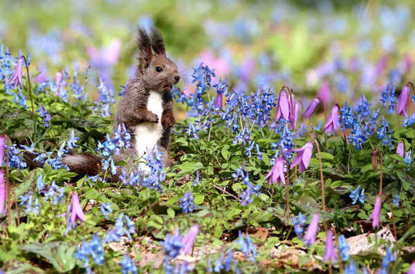 Một con sóc Hokkaido ngồi trên những cây huyền hồ và cây thuốc Erythronium. Những bông hoa báo hiệu sự bắt đầu của mùa xuân trên hòn đảo chính ở cực bắc của Nhật Bản. Ảnh: The Asahi Shimbun qua Getty Imag