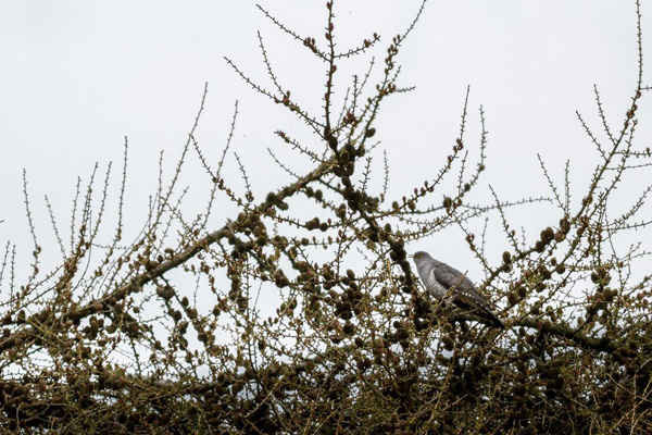 Chim cu cu đậu trên ngọn cây ở Burley Moor, Yorkshire, Anh để kêu gọi bạn tình. Ảnh: Rebecca Cole / Alamy