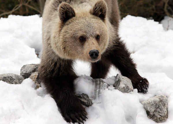 Một con gấu nhỏ màu nâu trong công viên quốc gia Tatra, Ba Lan, nơi những chú gấu ngủ đông đang thức dậy. Ảnh: Grzegorz Momot / EPA