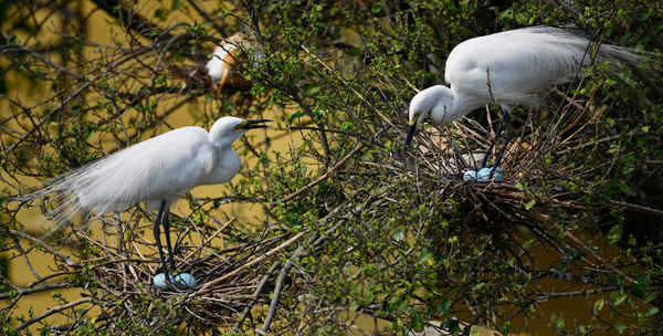 Những con diệc bảo vệ trứng của chúng trong khu vực Panbazar của thành phố Guwahati trên bờ sông Brahmaputra, Ấn Độ. Hàng trăm con chim làm tổ trên cây trong khu thương mại lớn này, tuy nhiên, khi thành phố mở rộng, nhiều cây đã bị chặt hạ và từ đó, diệc mất đi môi trường sống sinh sản. Ảnh: STR / EPA