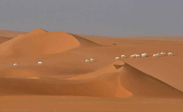 Một nhóm linh dương sừng queo (Addax) Sahara ở khu bảo tồn Tin and Toumma ở Đông Niger. Hoạt động bất an và ngành công nghiệp dầu khí của khu vực sa mạc Sahara đã đẩy Addax đến bờ vực tuyệt chủng. Theo một cuộc khảo sát gần đây, chỉ có 3 con còn sống sót trong môi trường hoang dã. Ảnh: Thomas Rabeil / Sahara Conseration Fund / IUCN
