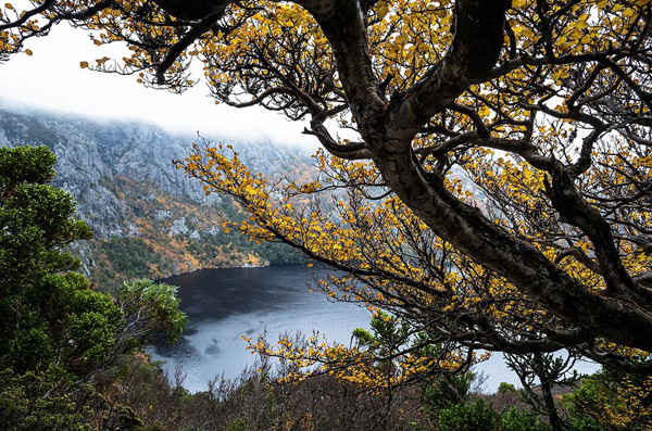 Cây sồi ở hồ Crater thuộc vườn quốc gia Cradle Mountain, Tasmania. Ảnh: Heath Holden / Getty Images