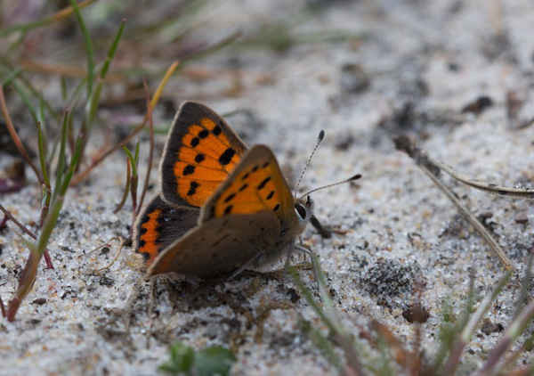 Một con bướm nhỏ màu đồng (tên khoa học là Lycaena phlaeas) ở Crooksbury Common, Surrey, Anh. Ảnh: Gillian Pullinger / Alamy