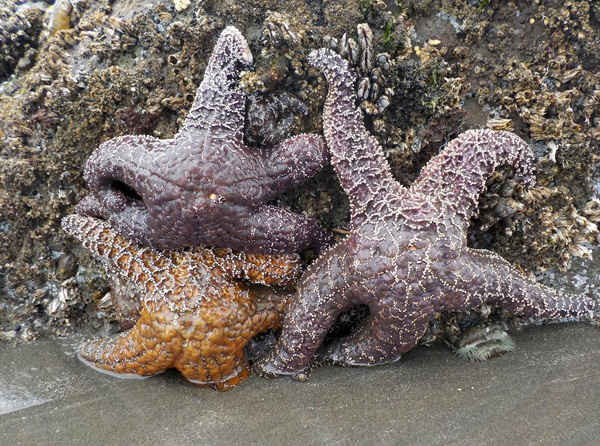 Sao biển Ochre ở bãi biển Kalaloch, gần Forks, Washington. Các nhà nghiên cứu cho biết số lượng sao biển này đã bắt đầu phục hồi trở lại sau hiện tượng chết hàng loạt do virus dọc theo bờ biển phía tây của Mỹ trong năm 2013 và 2014. Ảnh: Magan Crane / AFP / Getty Images