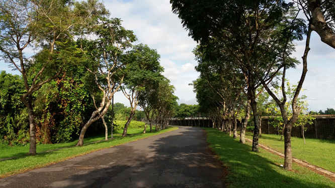 Một tuyến đường nội bộ rợp bóng cây xanh trong Công ty Vedan