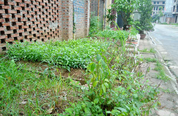 Người dân tận dụng những khoảng đất trống trên vỉa hè để trồng rau sạch