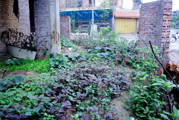 Khu sân vườn của ngôi biệt thự bỏ hoang được tận dụng để trồng rau sạch