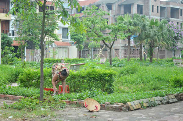 Người đân tận dụng cả khuôn viên khu vui chơi để trồng rau sạch