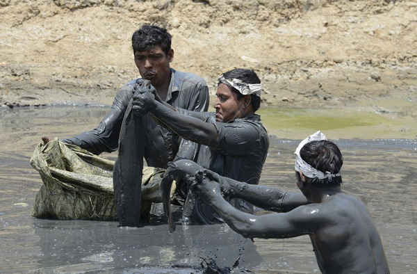 Cá trê được giải cứu từ một hồ khô cạn tại sông Sabarmati của Ahmedabad. Ảnh: Sam Panthaky / AFP / Getty Images