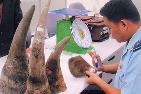 Một vụ buôn bán sừng tê giác bị phát hiện tại Cửa khẩu Tân Sơn Nhất