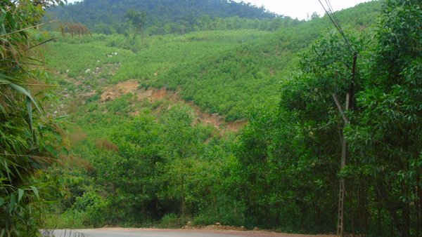 Cha con ông Chủ tịch thị trấn cùng nhau phá 26.056m2 rừng trái pháp luật nhưng chỉ bị xử lý hành chính