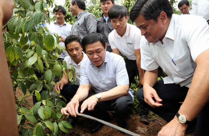 Phó Thủ tướng Vương Đình Huệ xem công nghệ tưới nước tiết kiệm vào gốc cây hồ tiêu. Ảnh: VGP/Thành Chung