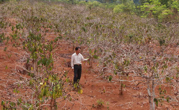 Hàng trăm ha cà phê ở Đắk Lắk bị khô hạn.