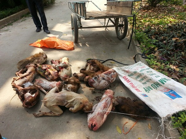 Phòng Cảnh sát môi trường – CA tỉnh Nghệ An tiến hành bắt giữ vụ việc vận chuyển động vật hoang dã trái phép tại địa bàn xã Diễn Lâm, huyện Diễn Châu