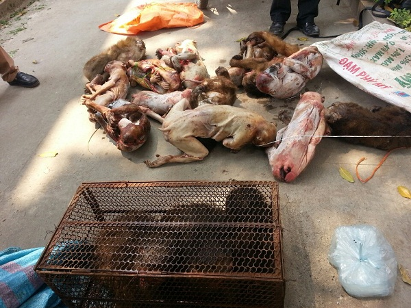 Phòng Cảnh sát môi trường – CA tỉnh Nghệ An tiến hành bắt giữ vụ việc vận chuyển động vật hoang dã trái phép tại địa bàn xã Diễn Lâm, huyện Diễn Châu