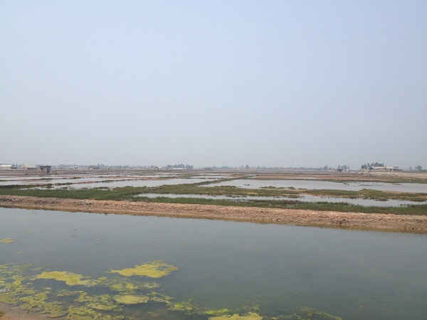 Nhiều diện tích đất sản xuất nông nghiệp trên địa bàn huyện Quỳnh Lưu bị nước biển xâm thực (ảnh chụp tại xã Quỳnh Yên, huyện Quỳnh Lưu) 