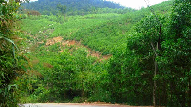 Con trai Chủ tịch thị trấn Thanh Sơn đang làm cán bộ tư pháp thị trấn nhưng đã phá gần 3 ha rừng tự nhiên được nhà nước giao quản lý, bảo vệ