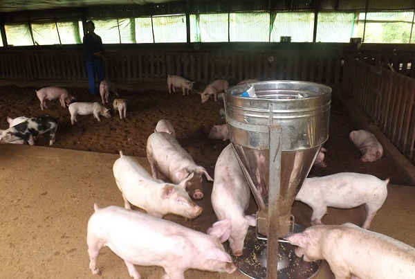 Hành vi sử dụng chất cấm trong chăn nuôi cần phải được kiểm soát chặt chẽ, xử lý nghiêm minh